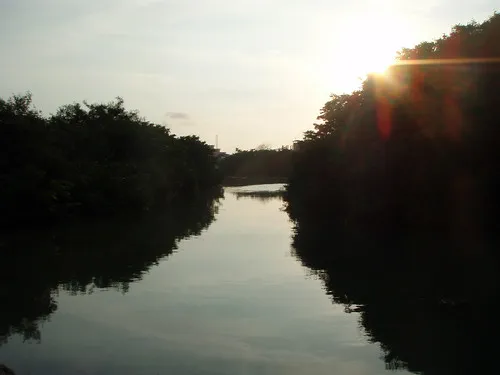 Manglares de Cojimíes