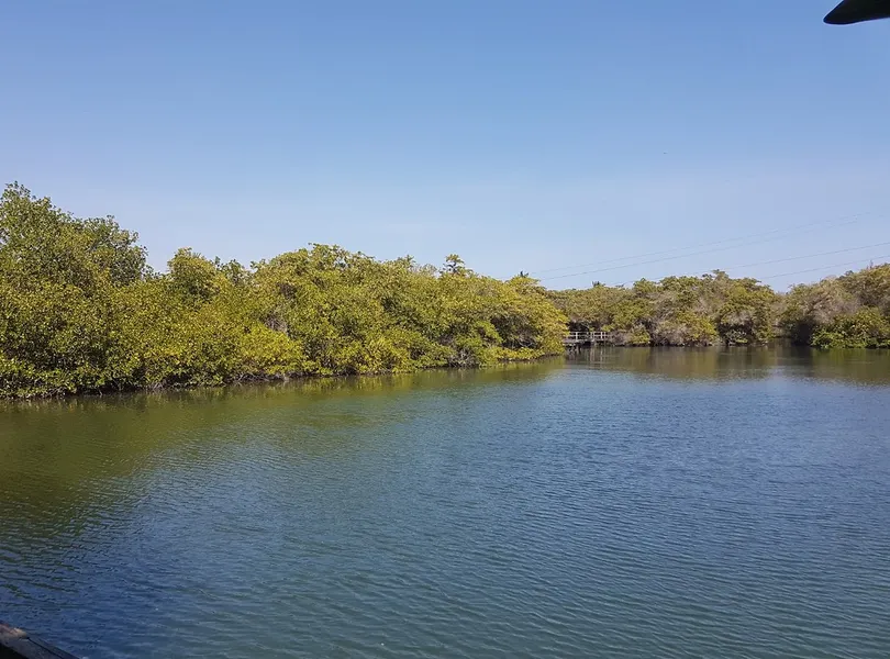 Mangrove Exploration
