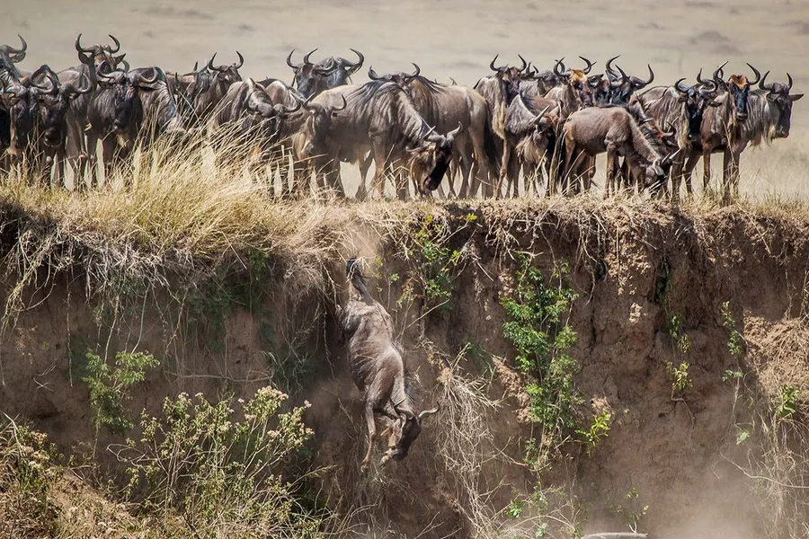 Mara River Crossing