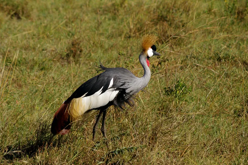 Mara Triangle