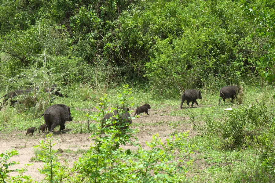 Maramagambo Forest