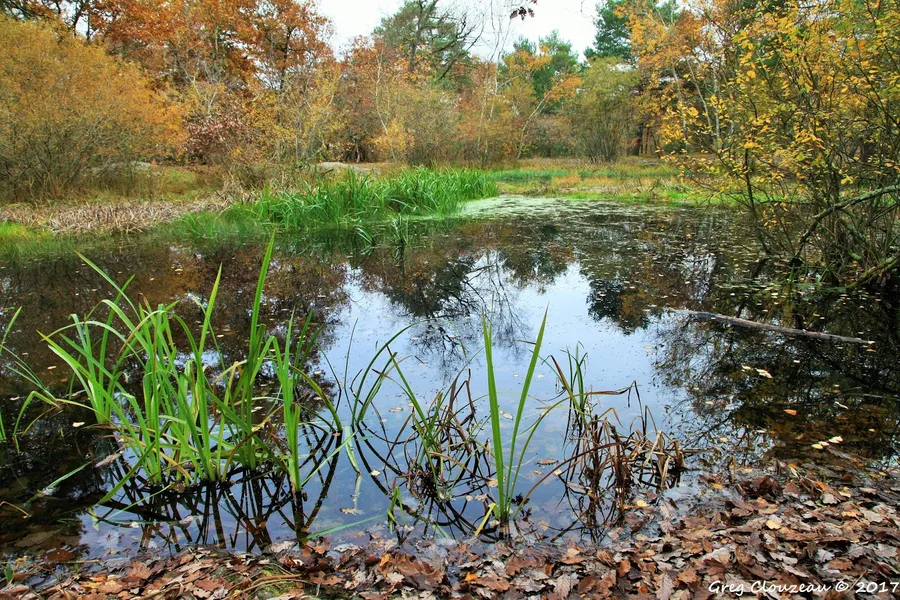 Mare aux Fées (Fairies' Pond)
