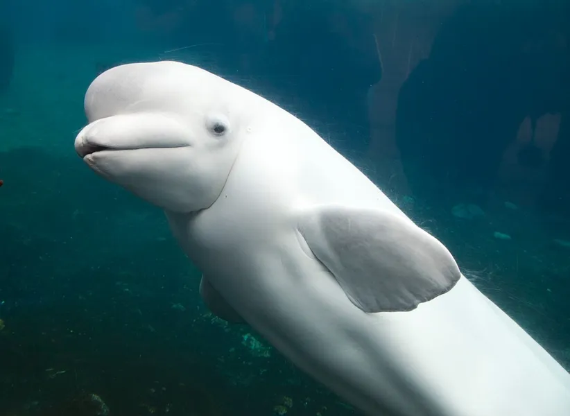 Marine Mammal Interpretation Centre