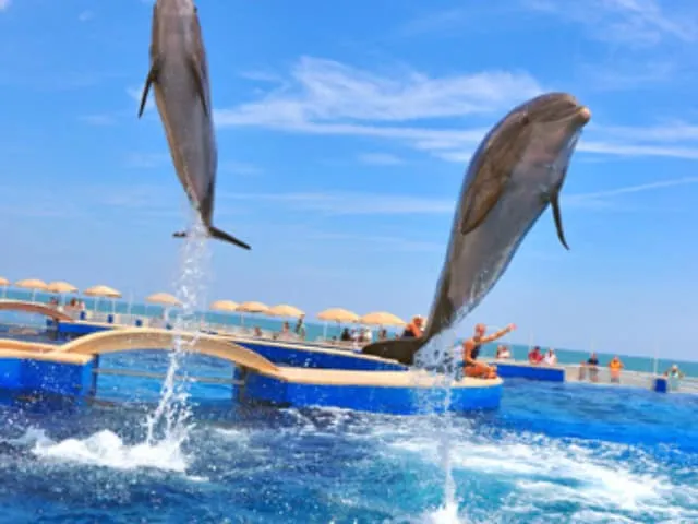 Marineland Dolphin Adventure