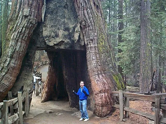 Mariposa Grove