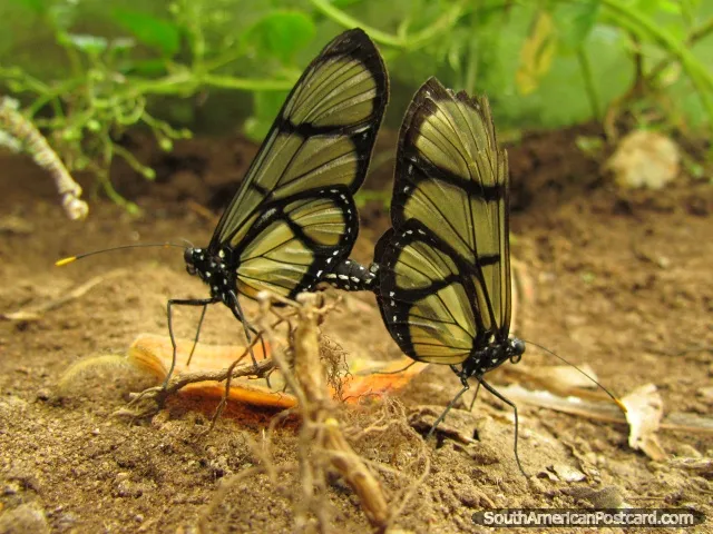 Mariposas de Mindo Butterfly Farm