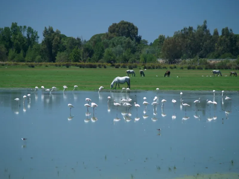Marismas del Rocío
