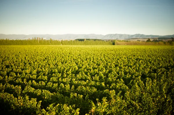 Martinborough Wine Village