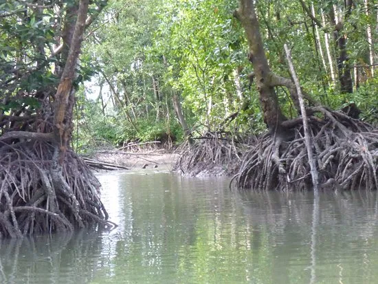 Matang Mangrove Forest Reserve