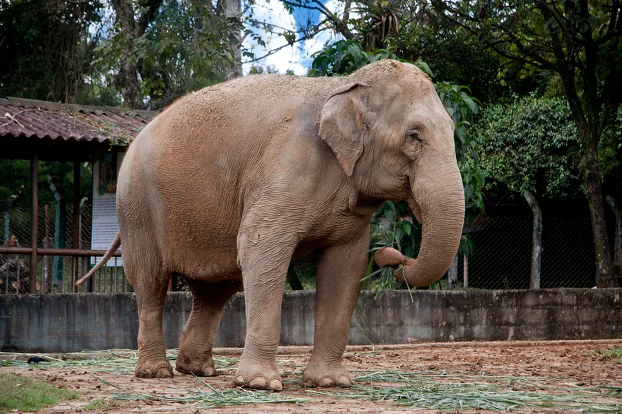 Matecana City Zoo