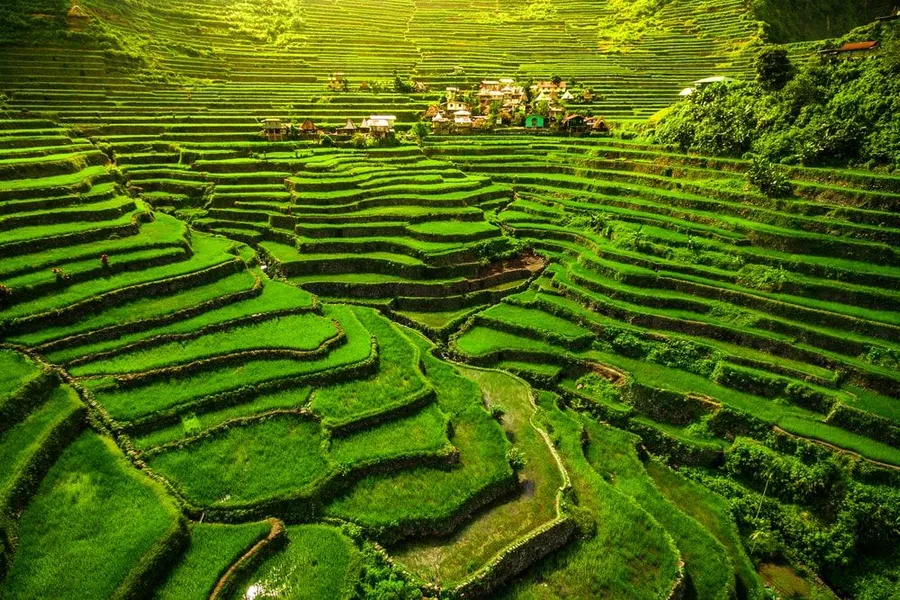 Mayoyao Rice Terraces