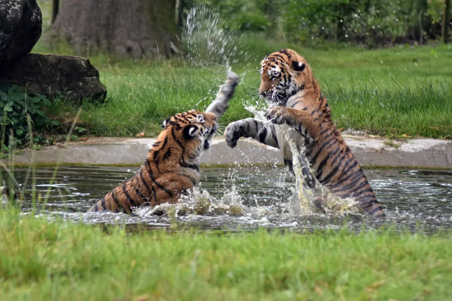 McCarthy's Wildlife Sanctuary