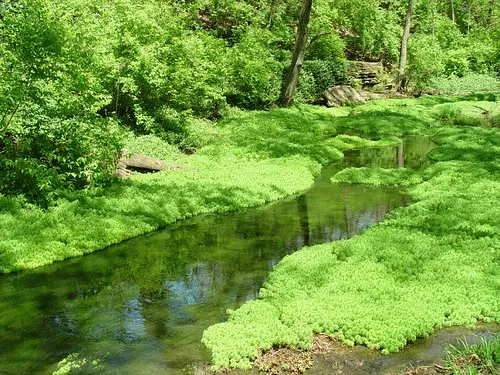 McConnell Springs Park
