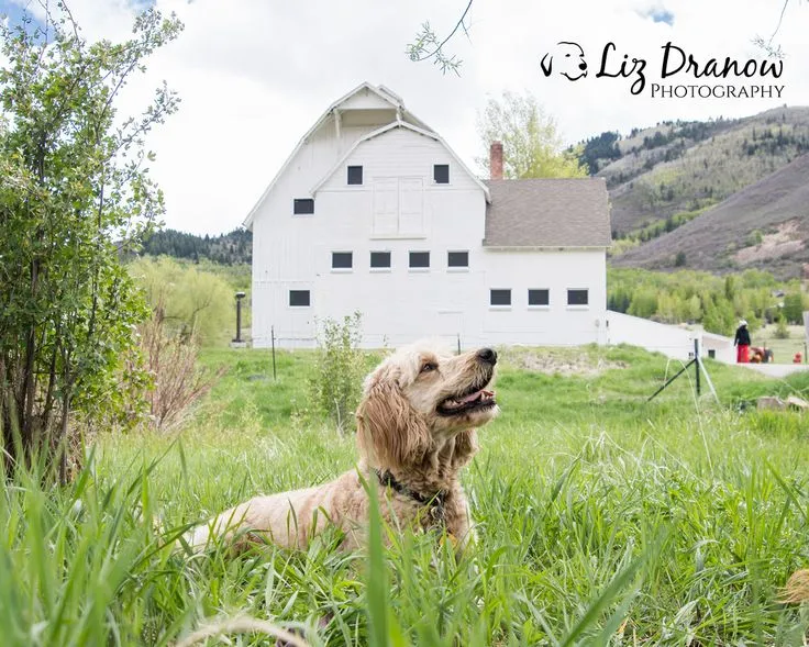 McPolin Farm (White Barn)