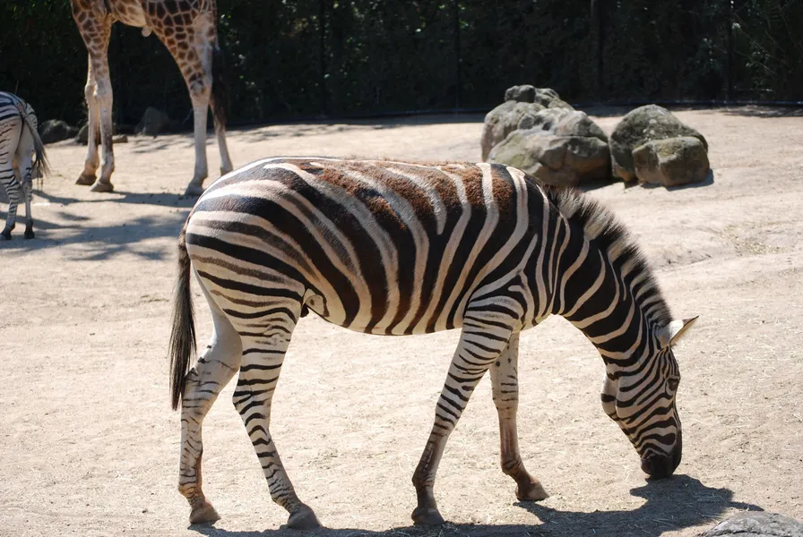 Melbourne Zoo