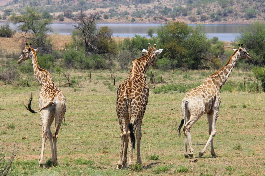 Melville Koppies Nature Reserve