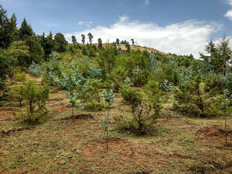 Menagesha Suba Forest