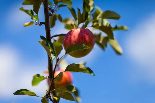 Mercier Orchards