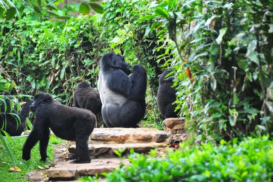 Mgahinga Gorilla National Park