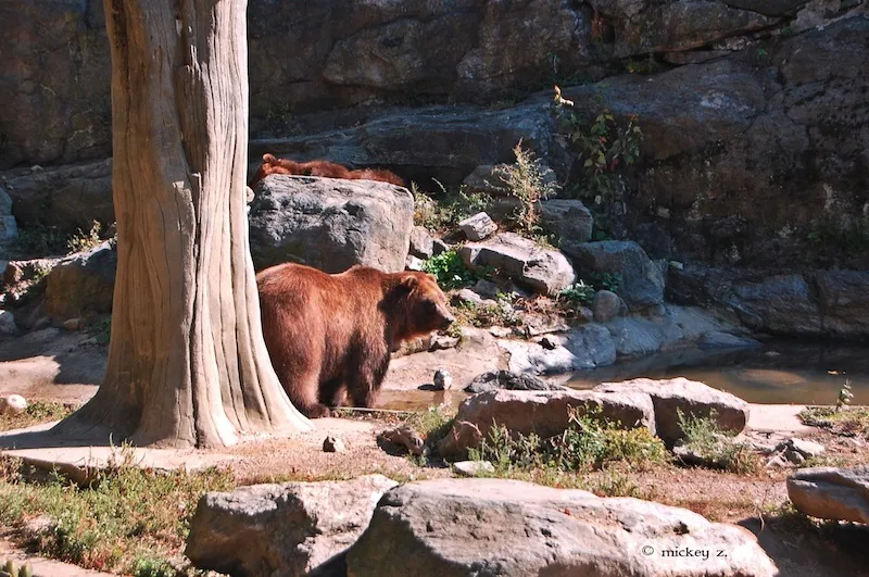 Micke Grove Zoo