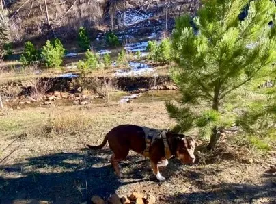 Mickelson Trail