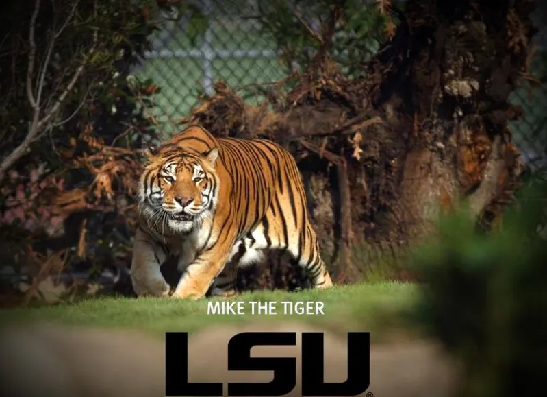 Mike the Tiger Habitat