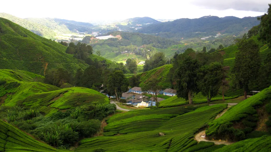 Mini Cameron Highlands