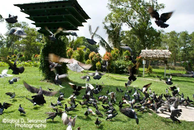Miri Crocodile Farm