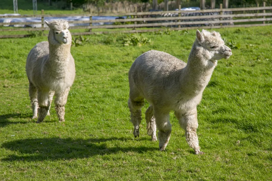 Mockingbird Ridge Alpacas