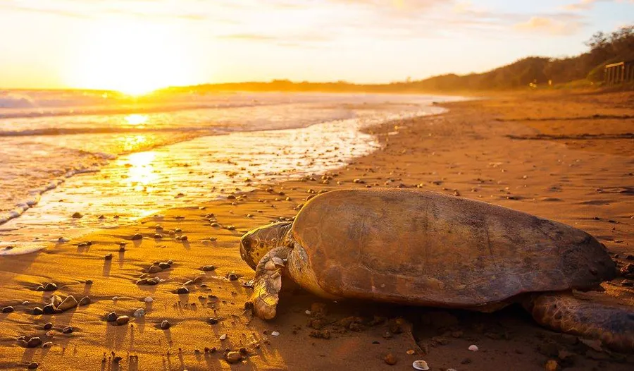 Mon Repos Turtle Centre