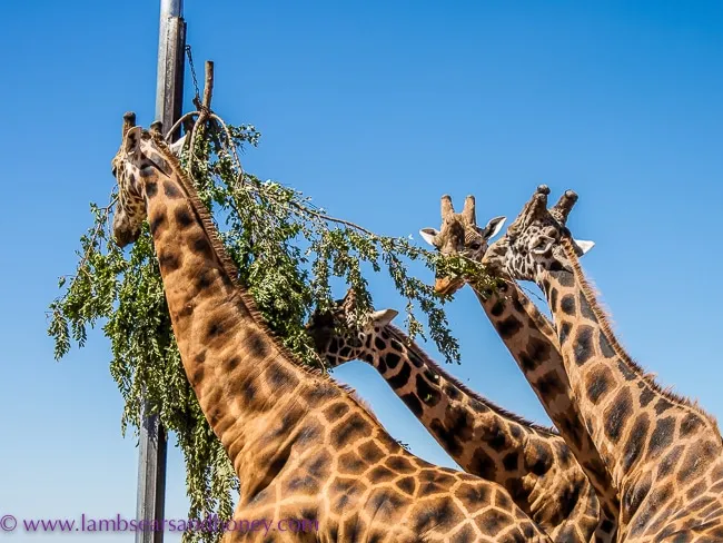 Monarto Safari Park