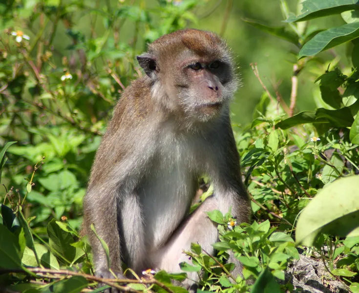 Monkey Jungle