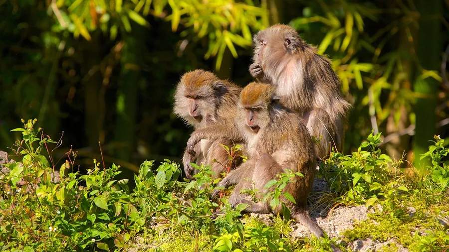 Monkey Jungle