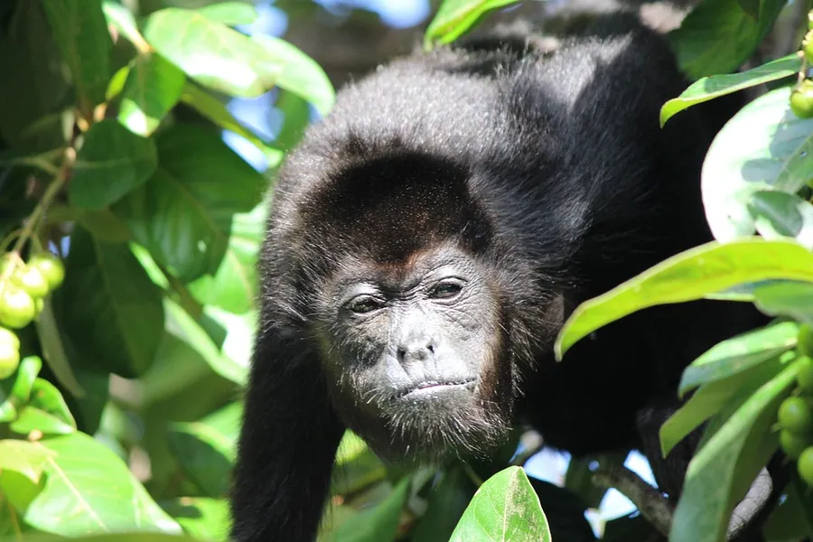 Monkey Jungle Canopy Tour