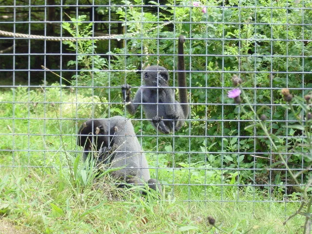 Monkey Sanctuary Trust