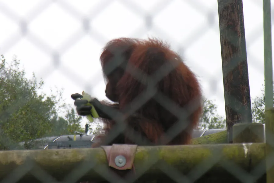 Monkey World Ape Rescue Centre