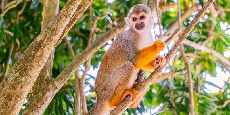 Monkeyland