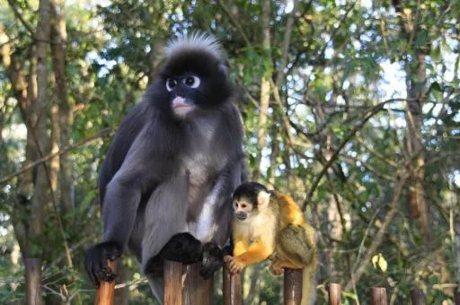 Monkeyland Primate Sanctuary