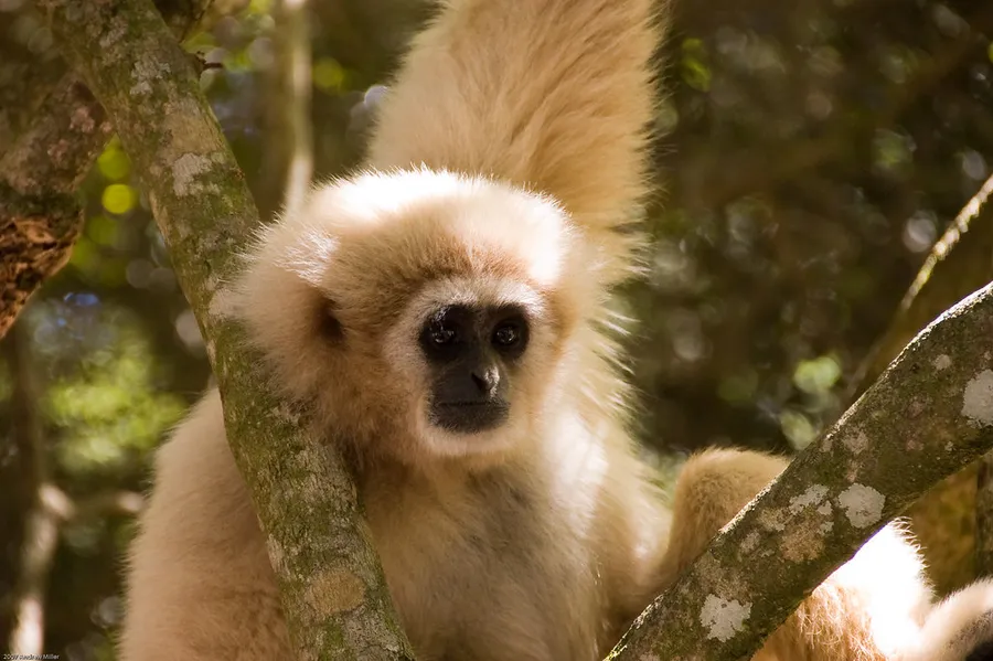 Monkeyland at Garden Route