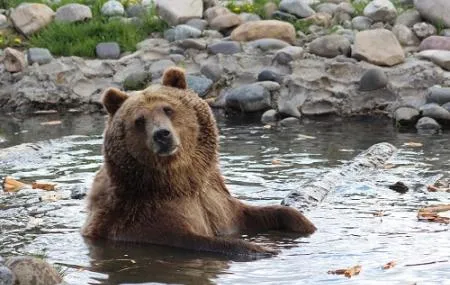 Montana Grizzly Encounter