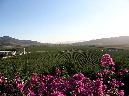 Monte Xanic Winery