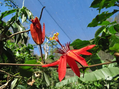 Monteverde Butterfly Gardens