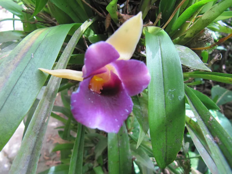 Monteverde Orchid Garden
