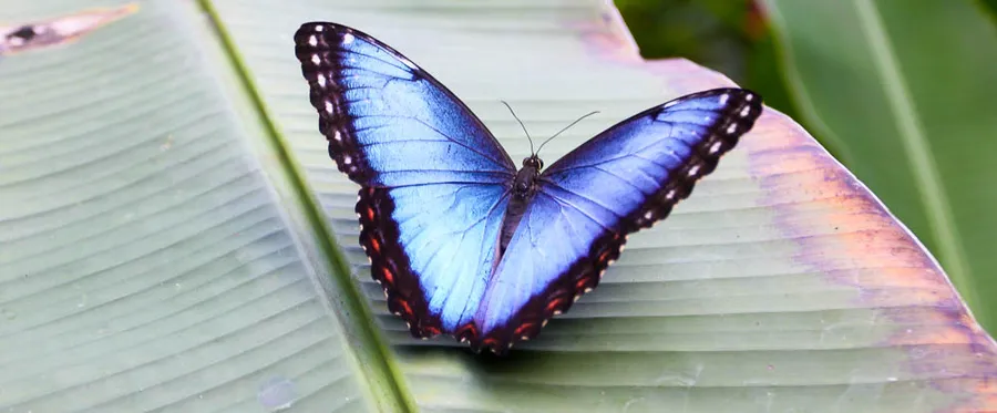Montezuma Butterfly Garden