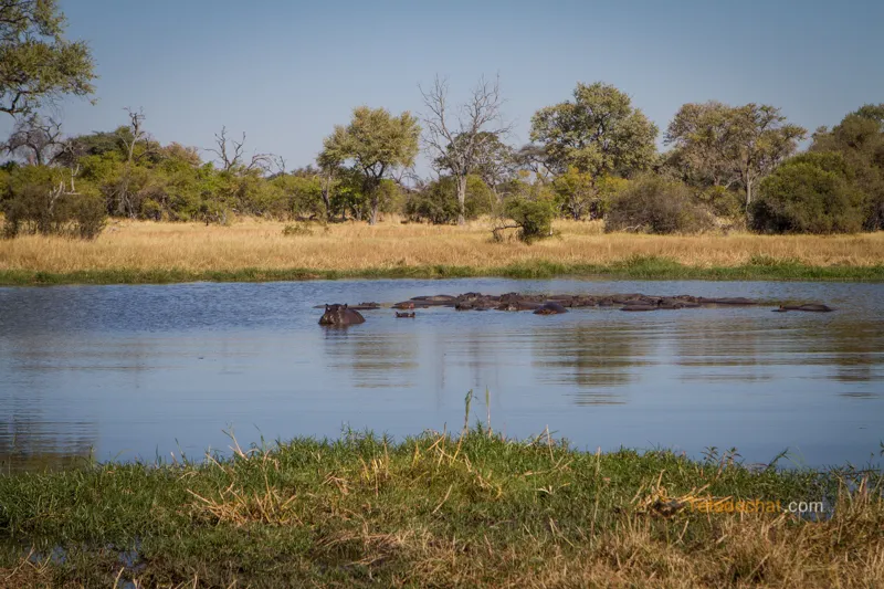 Moremi Game Reserve