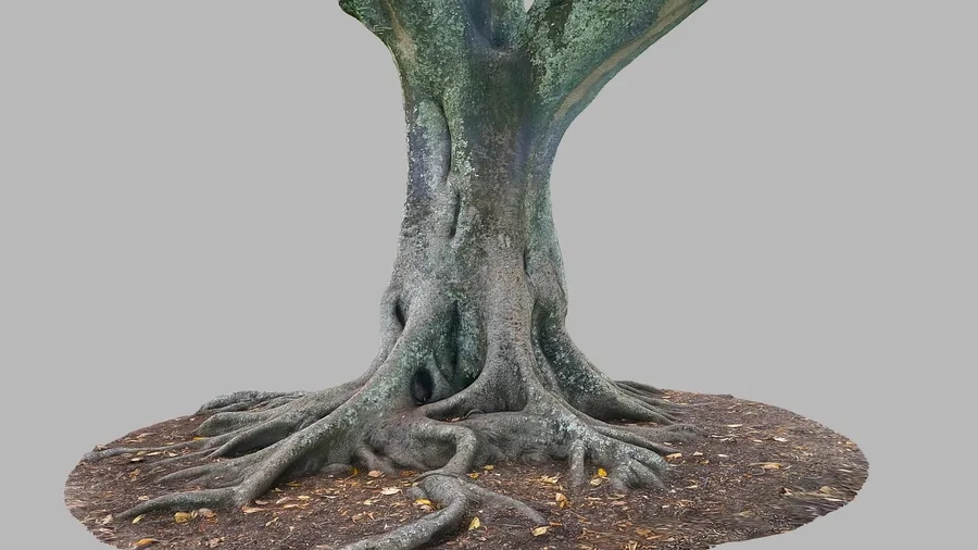 Moreton Bay Fig Tree