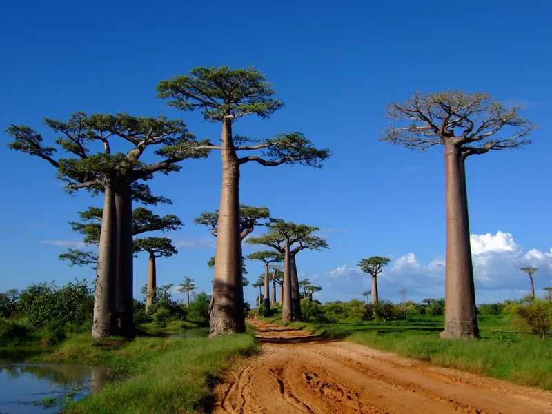 Morondava Beach