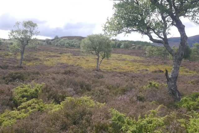Morrone Birkwood Nature Reserve