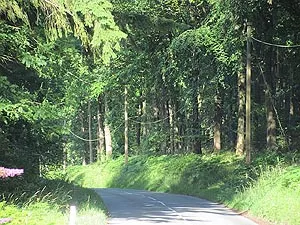 Mortimer Forest