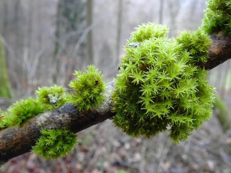 Moss Town Square (Moss Torg)
